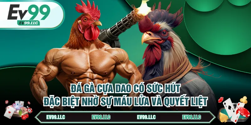 Đá Gà Cựa Dao - Môn Giải Trí Cực Kỳ Hot Cho Dân Cược 2 Đá gà cựa dao có sức hút đặc biệt nhờ sự máu lửa và quyết liệt